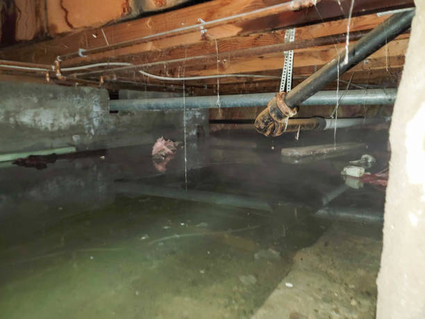 Best Water damage restoration process  in Wailuku, HI