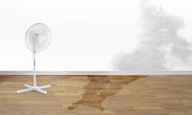 Best Flood restoration services  in Wailuku, HI